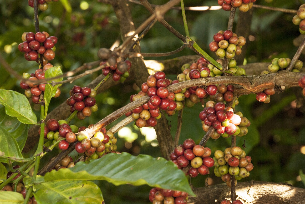 Kenya's Kiambu Coffee Plantation All Set For a $12.5 Million Luxury Transformation