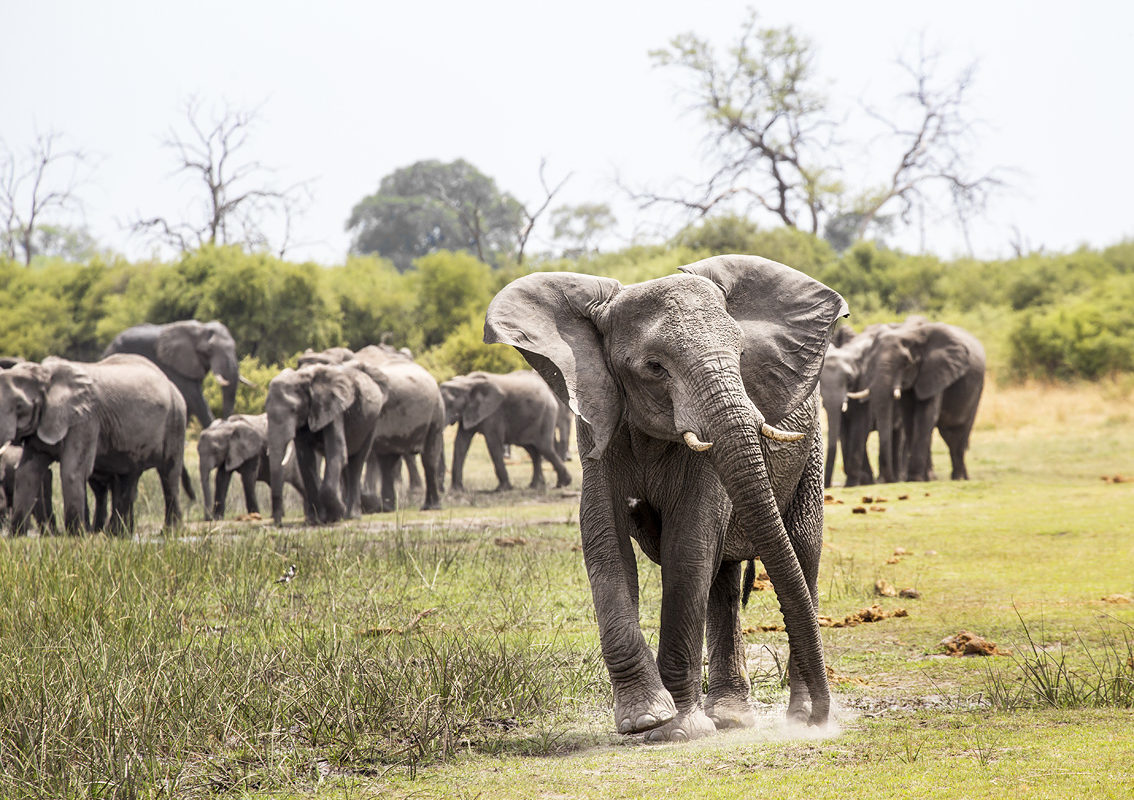 4 South African Countries Want the Ban Of Ivory Sale Lifted And Here Is Why