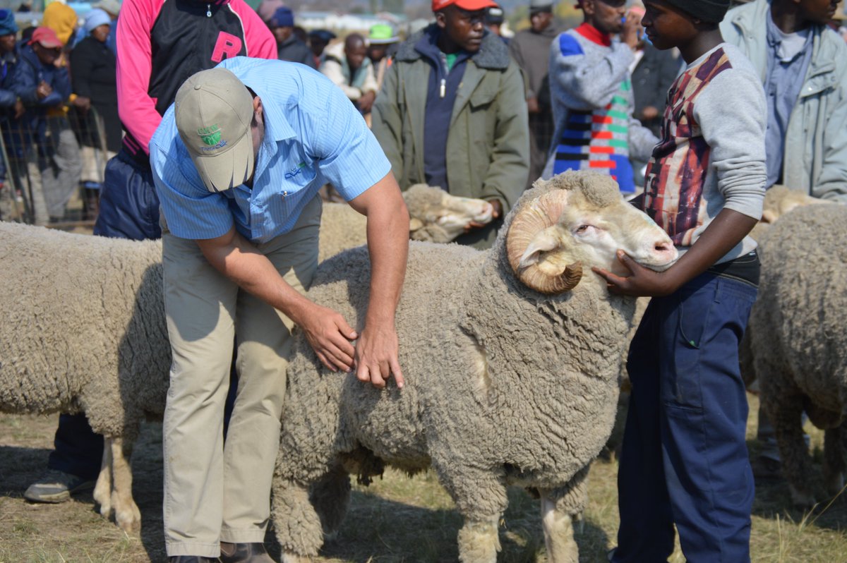 Lesotho Wool And Mohair Export