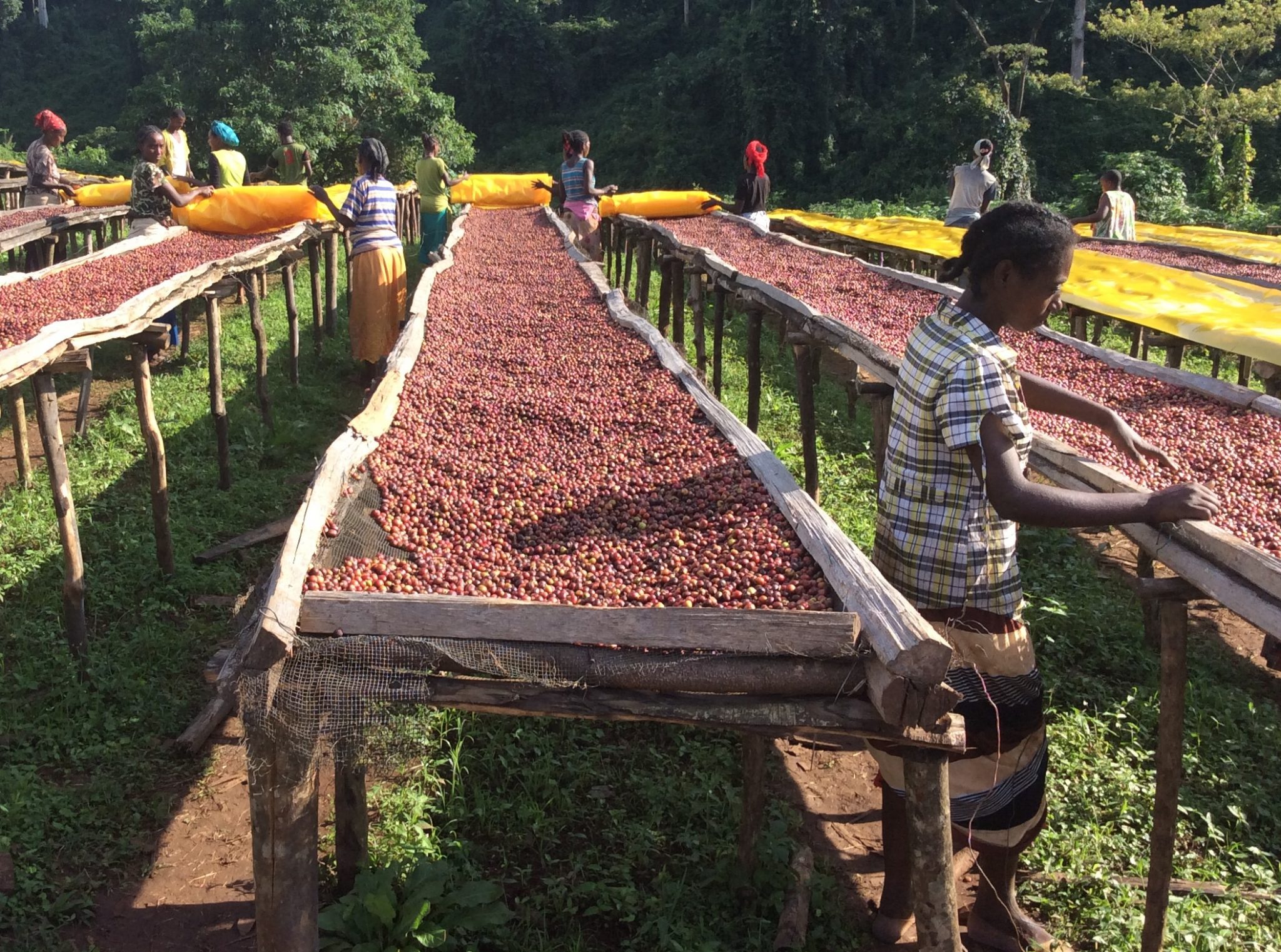 Coffee Production