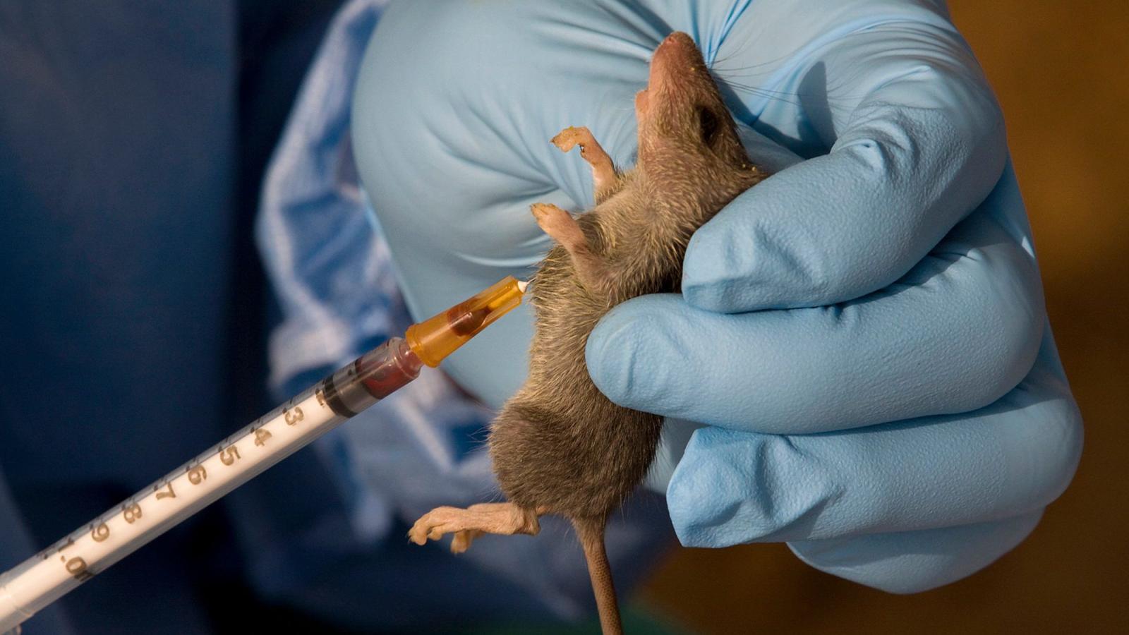 Lassa Fever