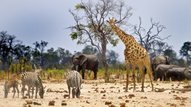 Animals in Hwange