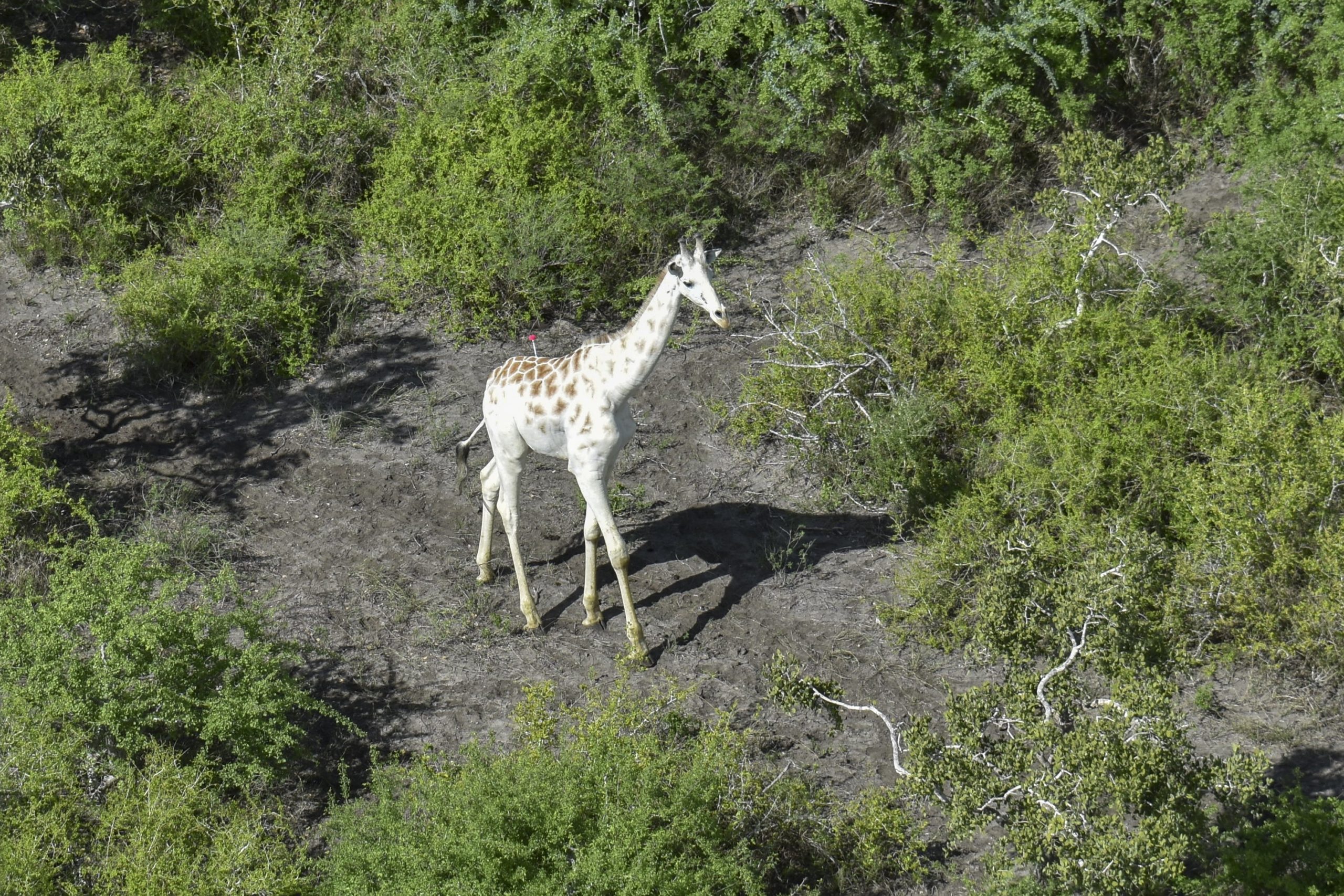 White giraffe in African conservancy