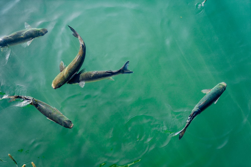 Fish Farming In Tanzania