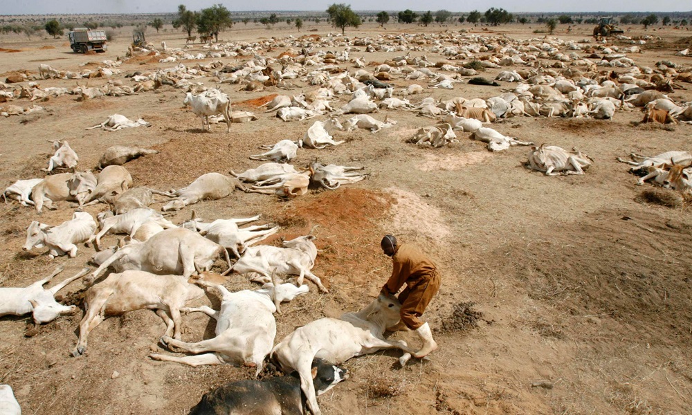 A Kenyan worker attempts to lift a weak cow