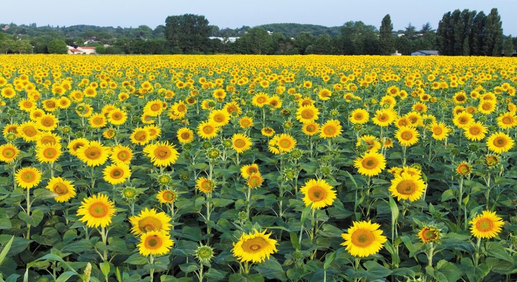 Sunflower farming field (Photo credit: Nature)