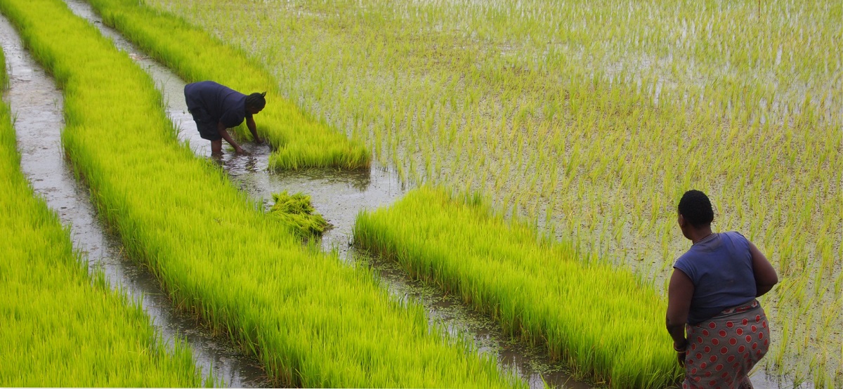 Rice farming land in Ghana