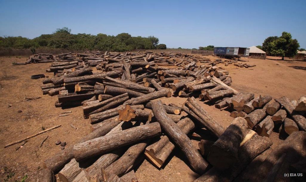 African rosewood is the most trafficked wildlife (Photo credit: Twitter/@EIA_News)