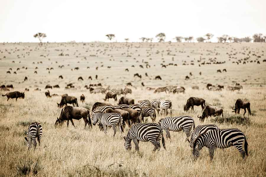 Luxury Tanzania Migration Safari: Follow the Footsteps of a Million Wildebeest