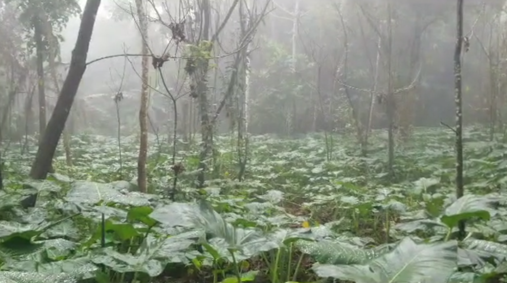 1 Acre of Fertile Farmland in Buea, Cameroon Perfect for Agriculture