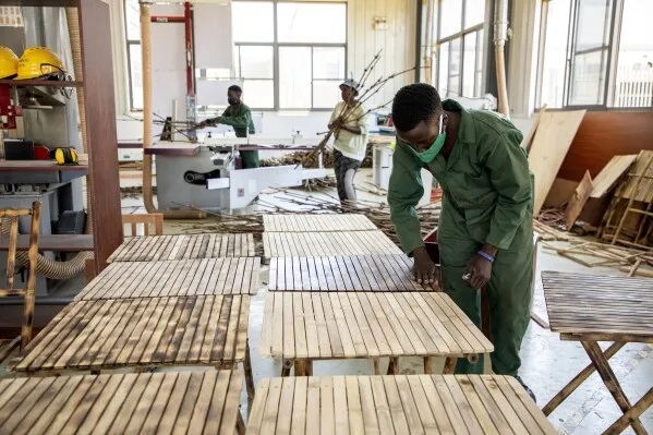 Bamboo Farming Flourishes in Uganda: A Green Revolution Boosting Exports and Sustainability