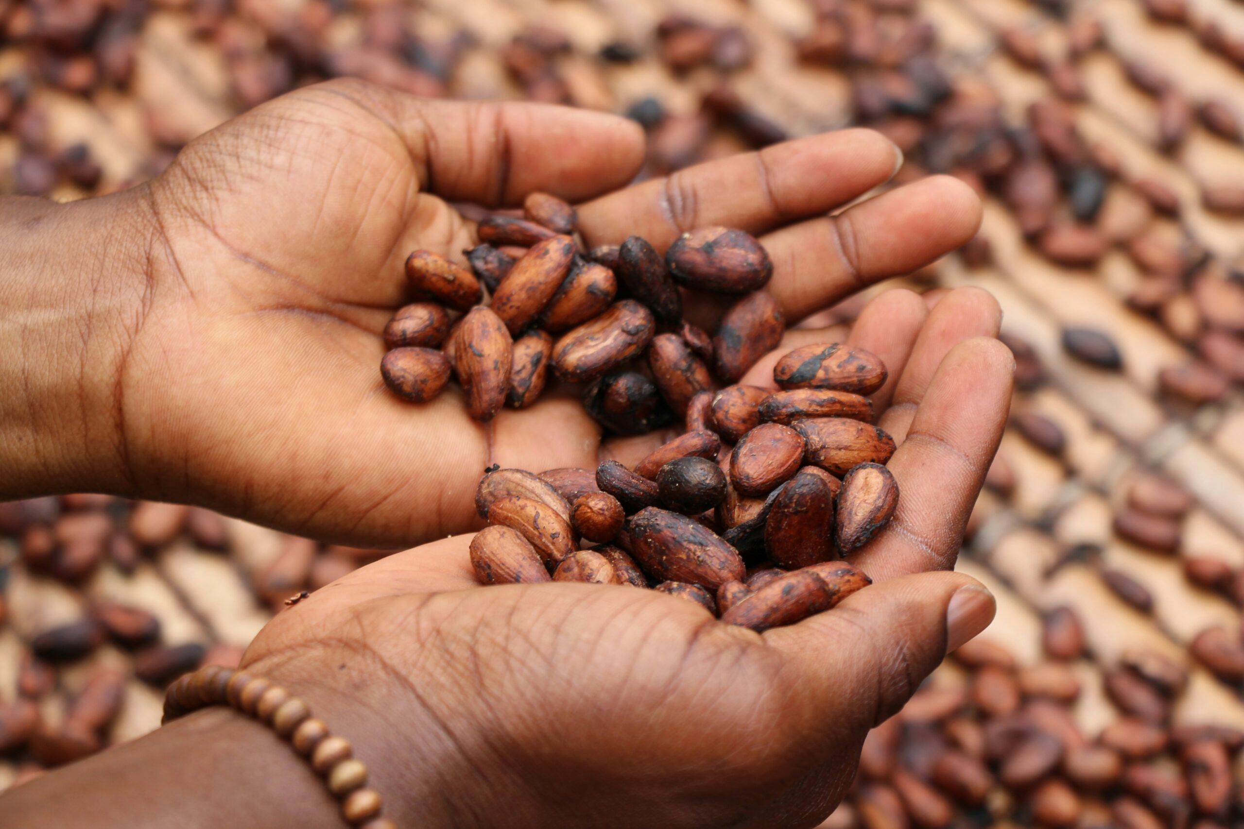 cocoa price - cocoa on hand