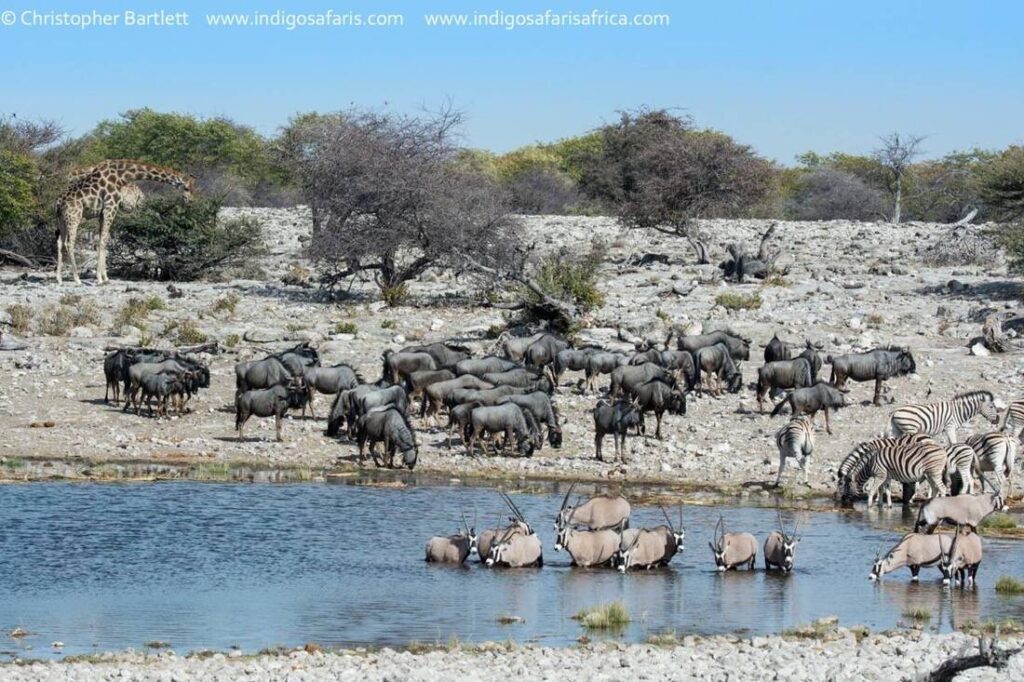 Etosha South