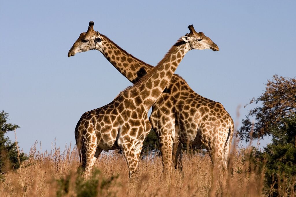 giraffe extinction