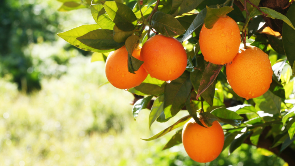 7 Natural Ways To Make Your Hair Thicker 5 Oranges for African Foods For Longer Hair
