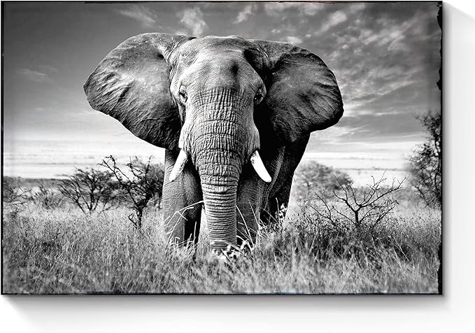 SunFlax Elephant Wall Art Canvas Artwork