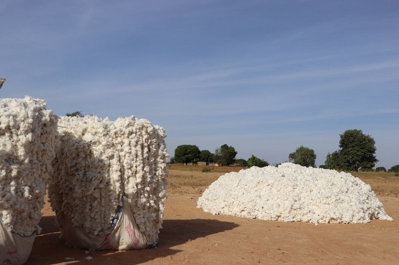 Taoré Ibrahim Champions Burkina Faso’s 2nd Sustainable Cotton Plant 2 Resurrecting a Textile Legacy