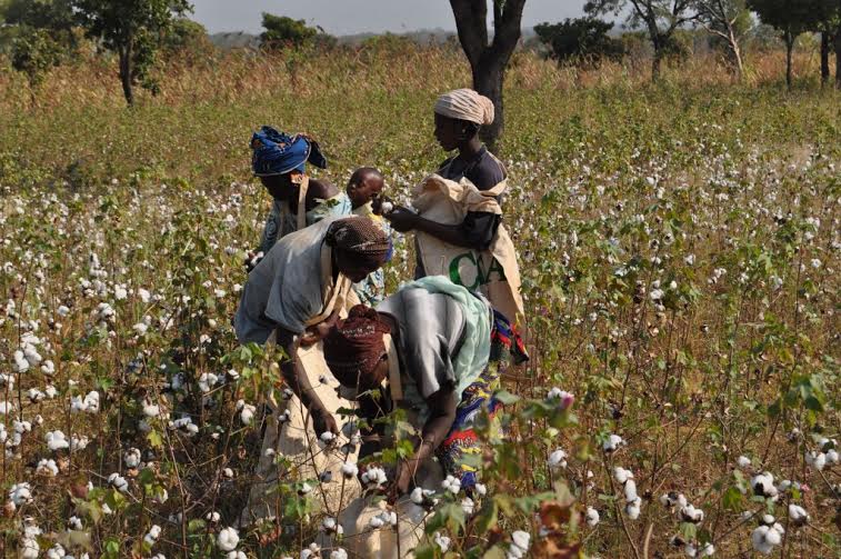 Taoré Ibrahim Champions Burkina Faso’s 2nd Sustainable Cotton Plant 5 Exploring Sustainable Fashion from West Africa