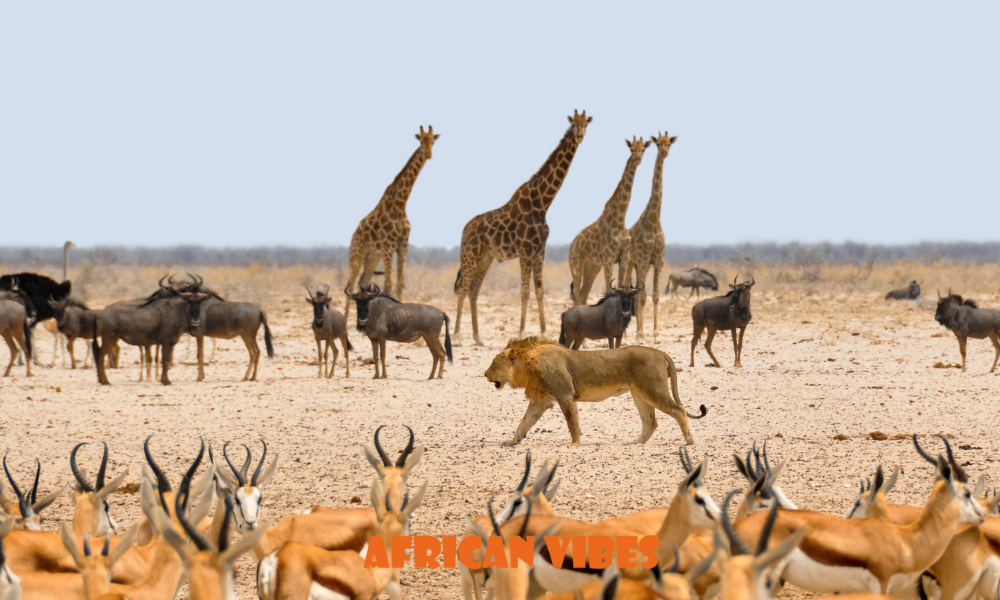 African Countries Offering Visa-on-Arrival