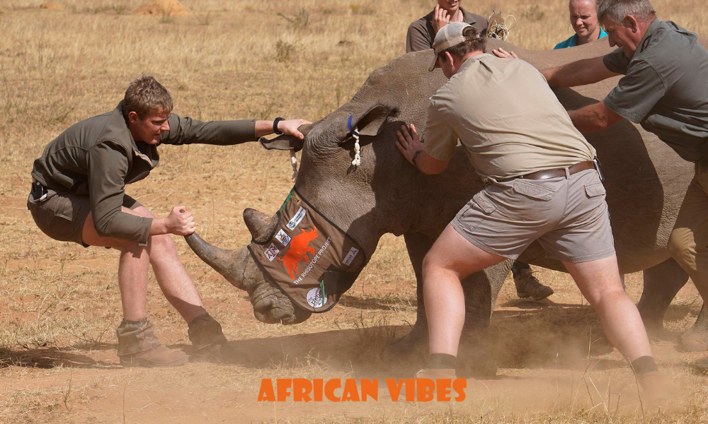 South Africa’s Nuclear Game-Changer in the Fight Against Rhino Poaching