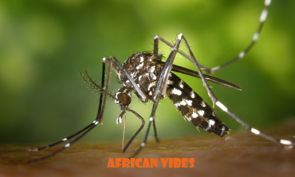 Burkina Faso Halts Gates-Backed Genetically Modified Mosquito Project 1 Burkina Faso Halts Gates-Backed Genetically Modified Mosquito Project