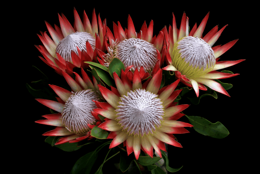 King Protea Flower