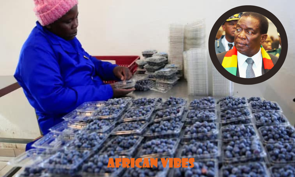 Zimbabwe’s Blueberry Boom Signals a New Era in Africa–China Trade